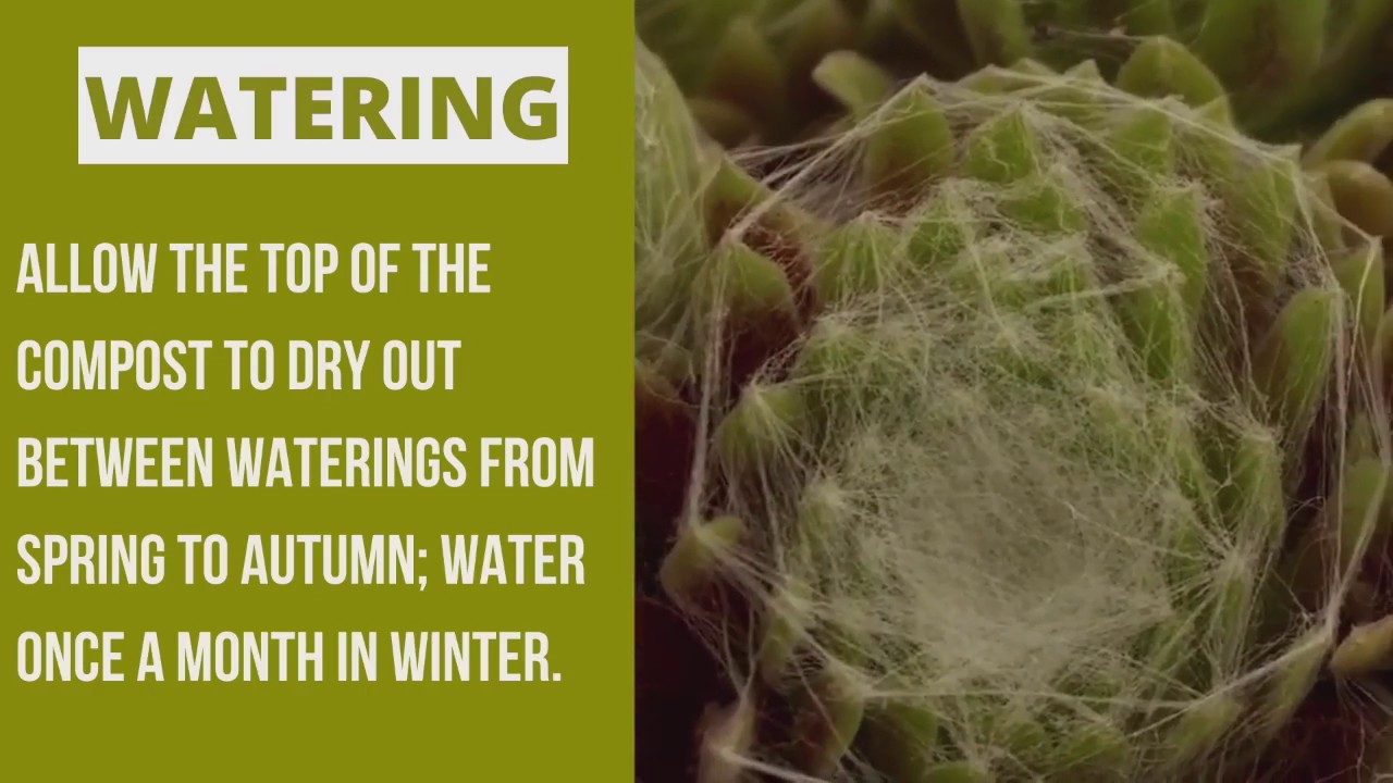 Plant Profiles: Succulents - Sempervivum Arachnoideum, Hen & Chicks, Houseleek Care