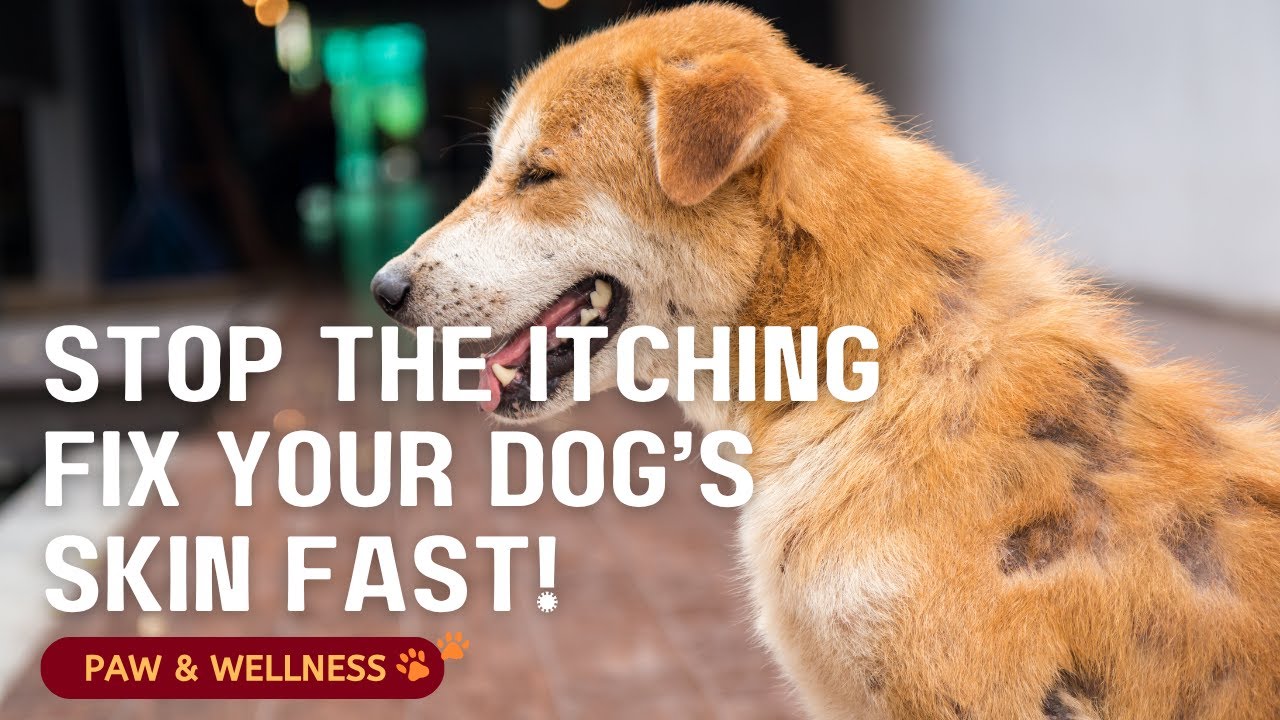 How to Keep Your Dog’s Skin Healthy 🐾 | Tips for Itch-Free, Shiny Coats