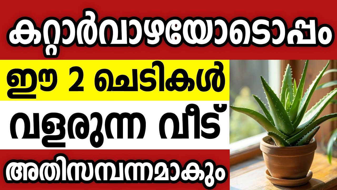 കറ്റാർവാഴയുടെ കൂടെ ഈ 2 ഭാഗ്യചെടികൾ നട്ടാൽ ആ വീട് രക്ഷപ്പെടും vastu tips Malayalam