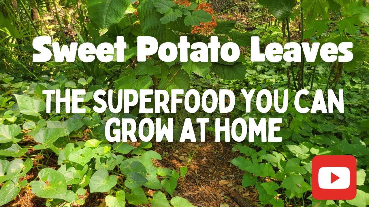 Sweet Potato Leaves - The Superfood You Can Grow At Home