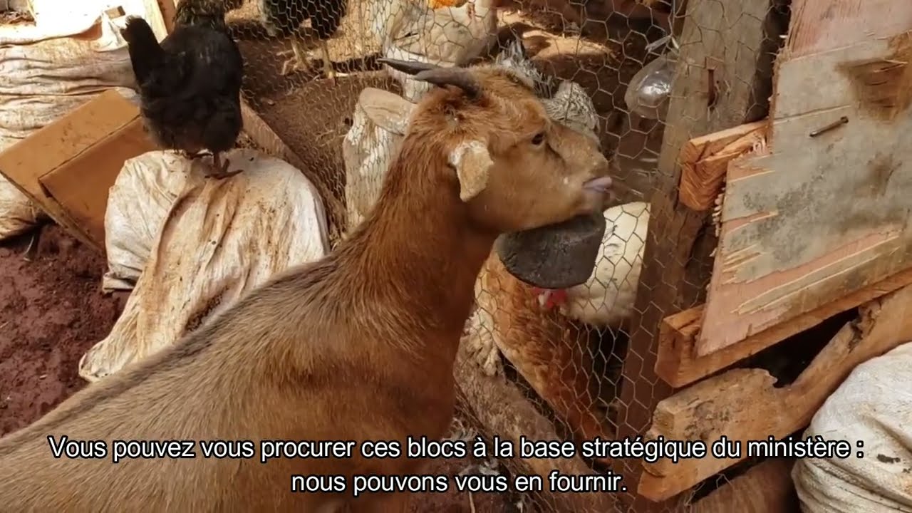 Stratégies d’Alimentation Pendant la Saison Sèche