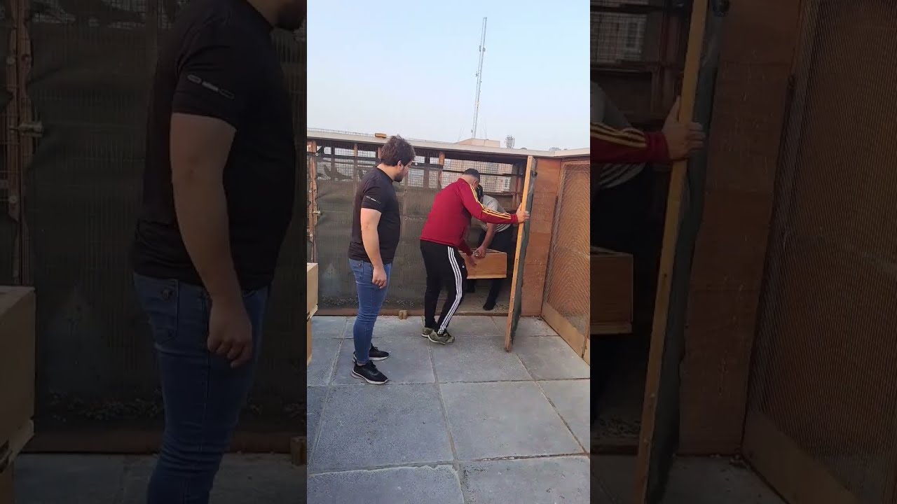 فكة كابتن الكرادة بهاء مع كابتن  شارع فلسطين علي عيبس الطيور تعطلت والمعاصص الي صار خلل بي