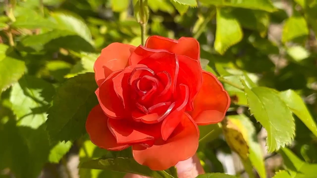 How to make shrink plastic Rose flower tutorial /rose/DIY/热缩片