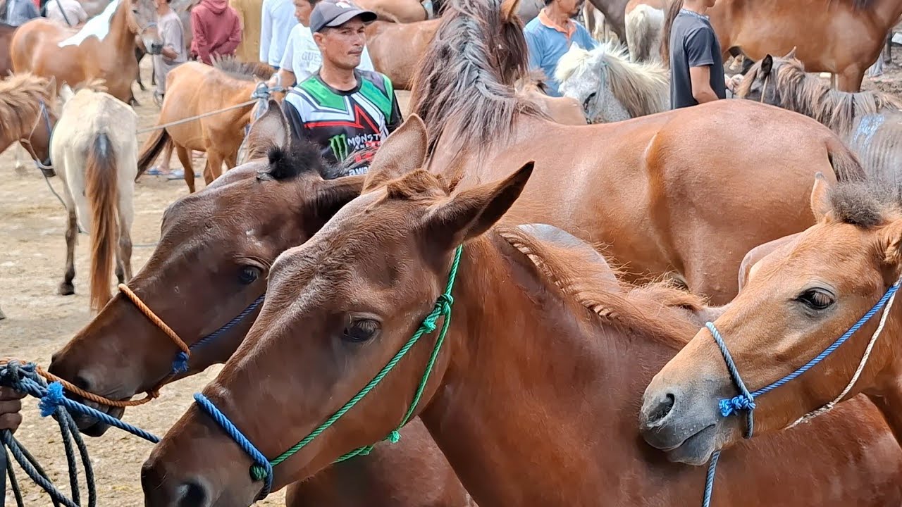 HORSE LOVER'S PARADISE: SO MANY TOP-QUALITY HORSES HERE | HORSE BUSINESS PART 7
