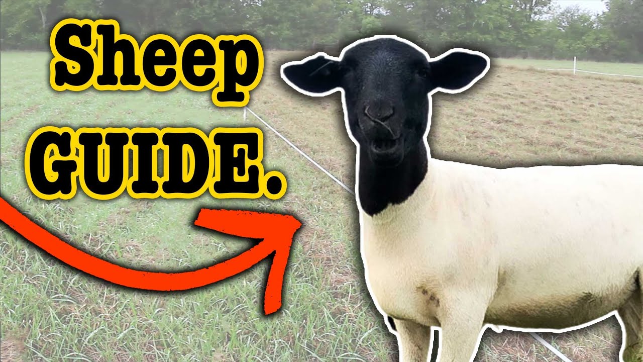 15 COSTS OF RAISING SHEEP (for Beginners) | What you Need to Start Sheep Farming Ranching for Profit