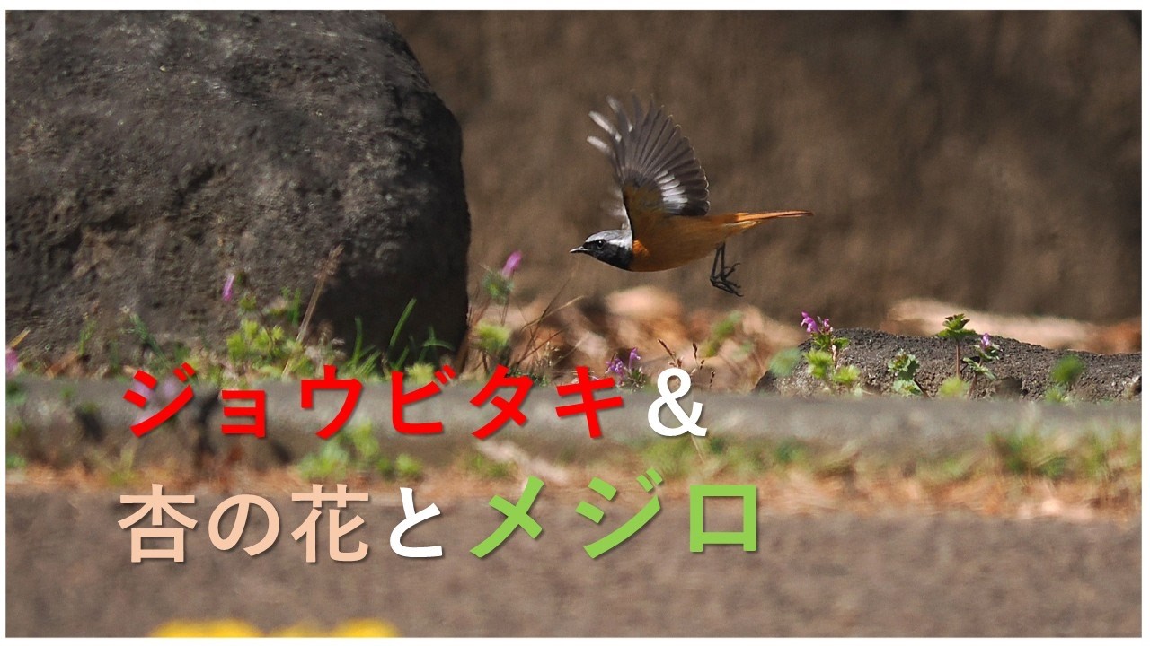 公園の野鳥と花々