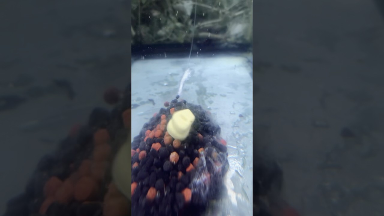 Floating corn and pva bag for wary carp #carpfishing #carpiste #carp #fishing  #mack2