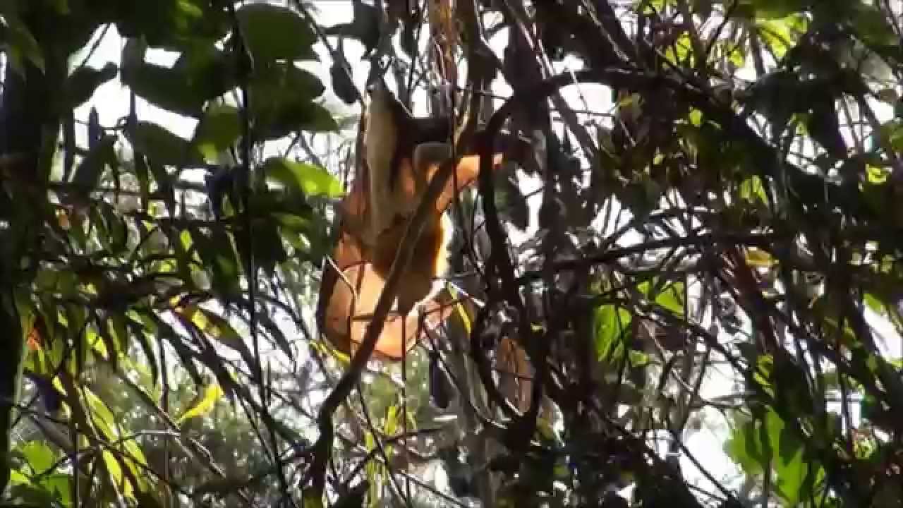 Rare white flying fox spotted on Sunshine Coast