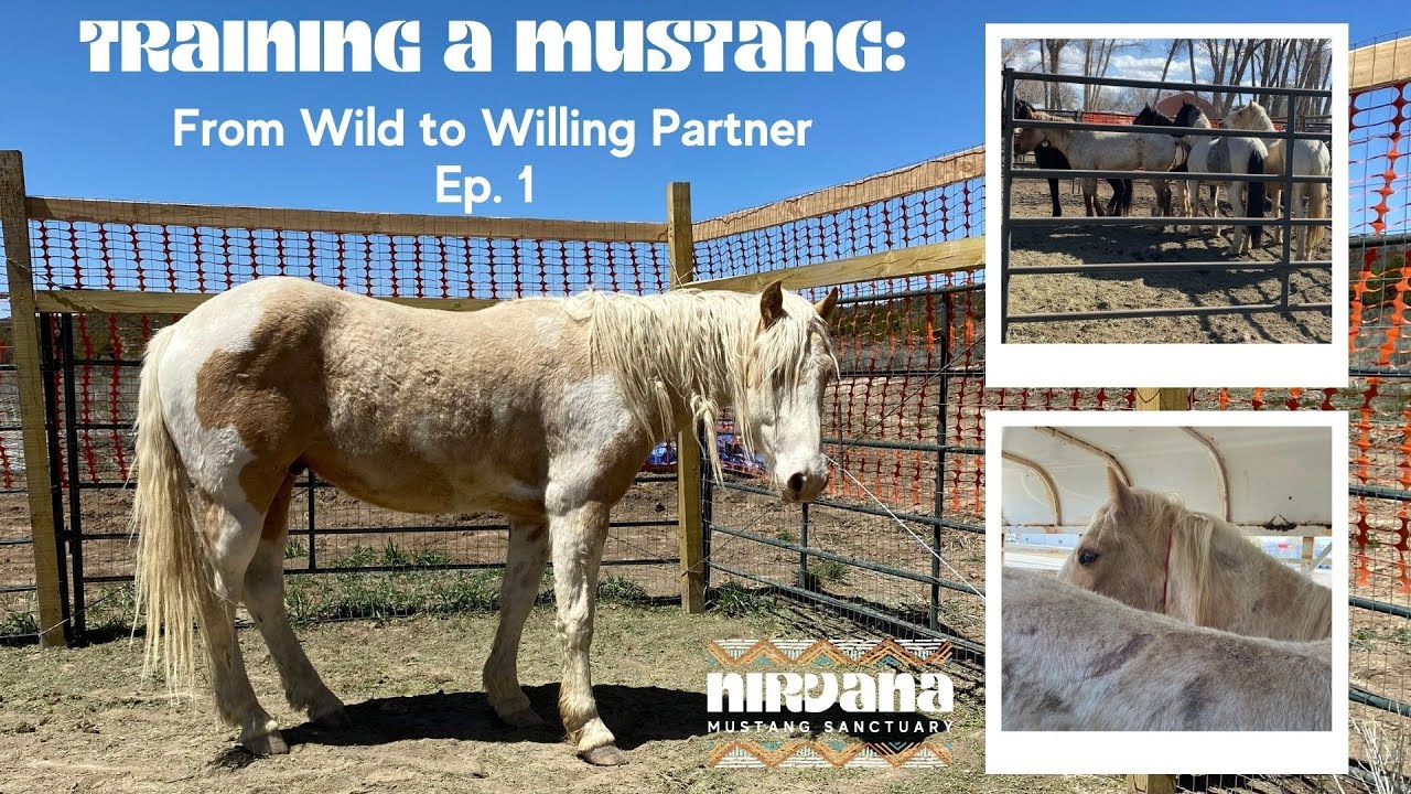 Meet Sundancer: Training a Mustang- From Wild to Willing Partner Ep. 1