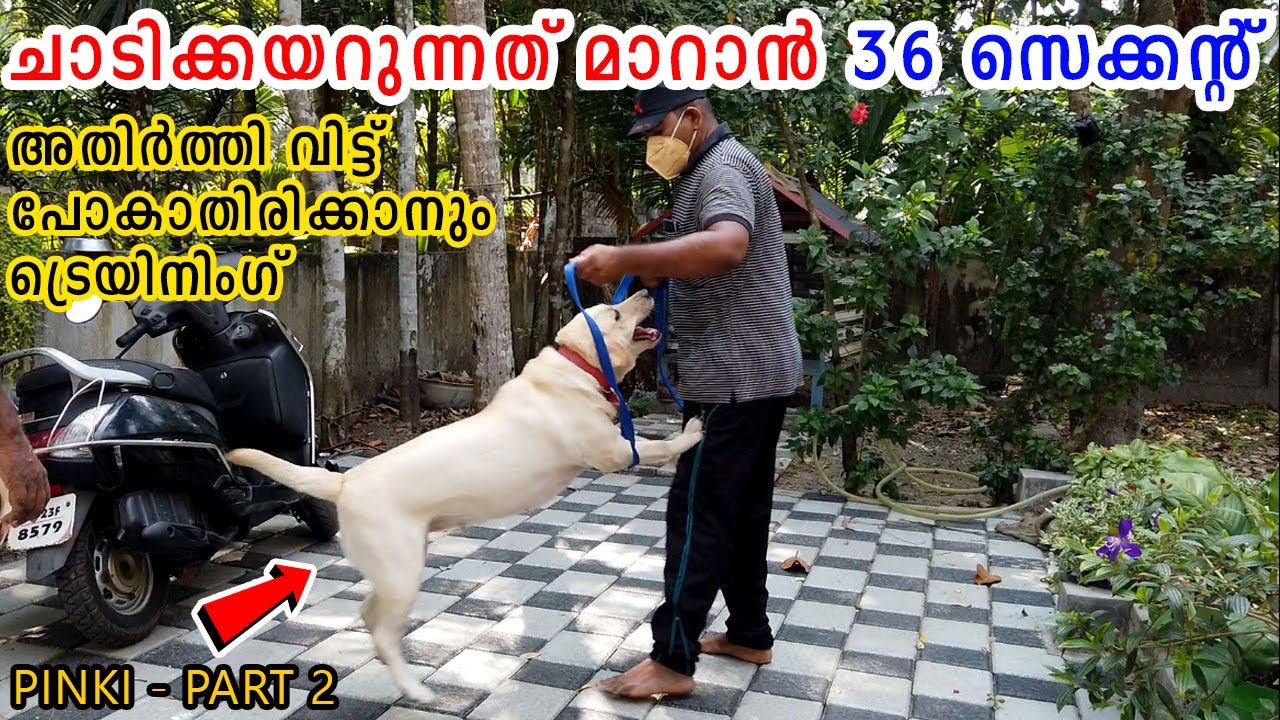 😎36 സെക്കന്‍റില്‍ ചാട്ടം തീര്‍ന്നു : LABRADOR JUMPING ON PEOPLE EASY SOLUTION : BOUNDARY TRAINING