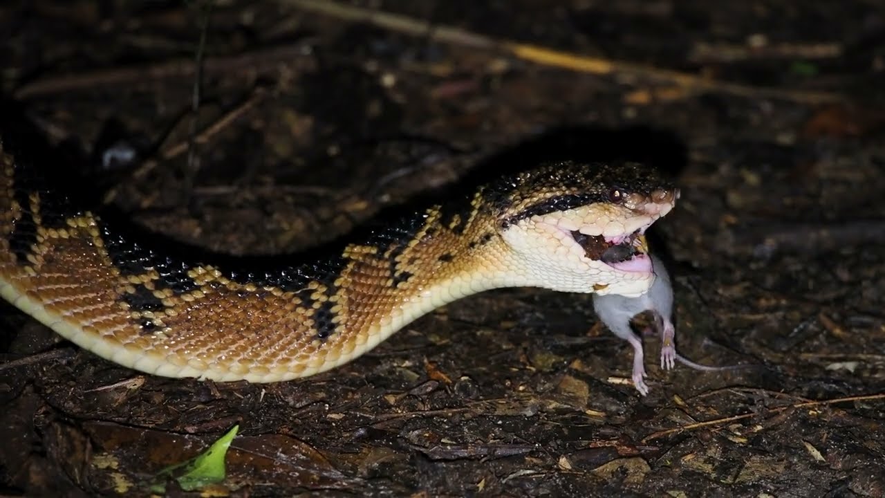 Bushmaster Kill and Eats a Forest Rat