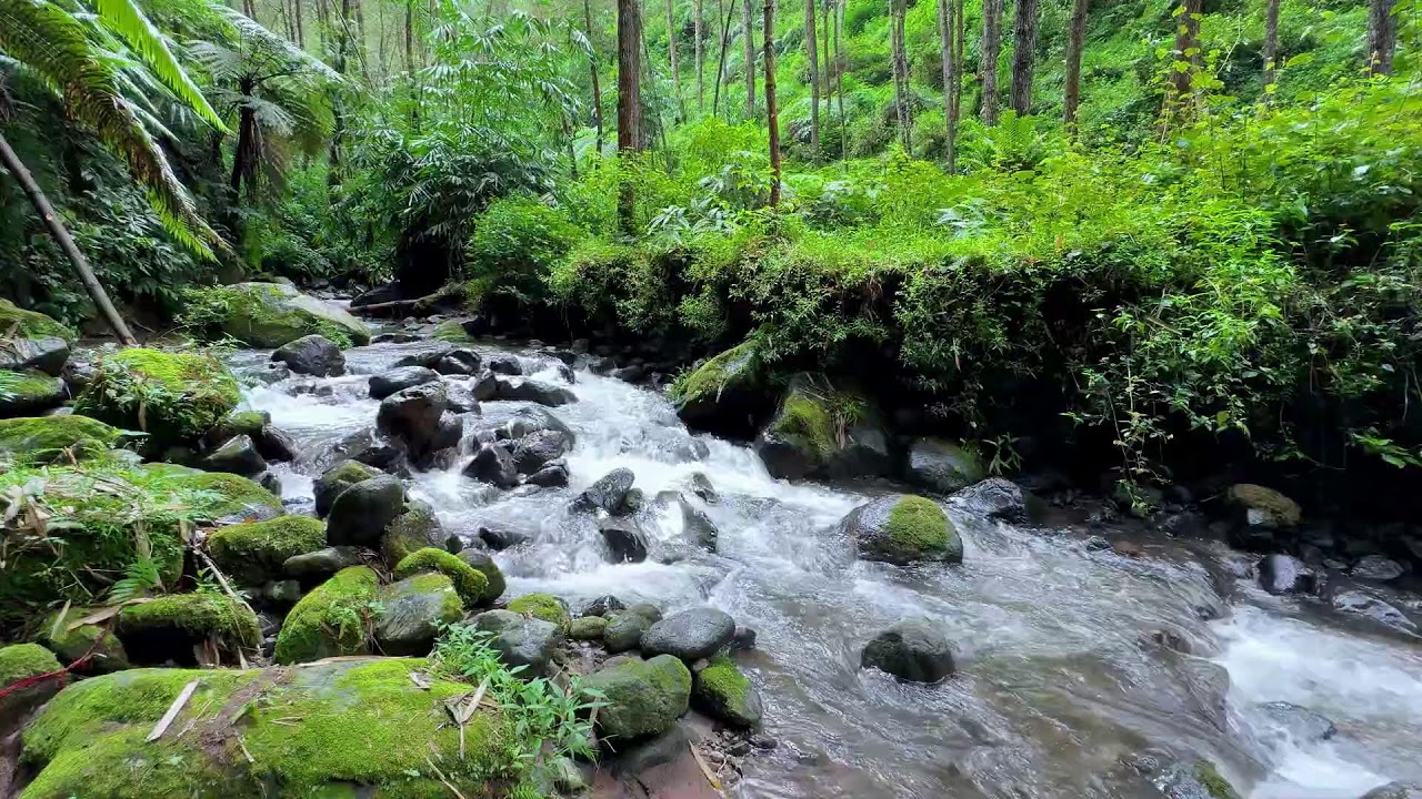 Restore your balance with soothing river sounds near a tranquil forest path to calm your mind