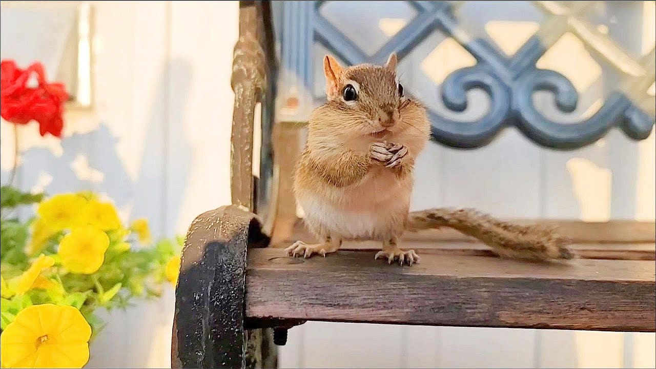가을에 다시 만난 엄마 다람쥐와 딸은 서로 알아볼까? In Fall Reunion, Will Mother Chipmunk Recognize Her Daughter?