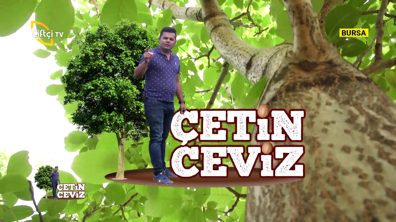 Yağmurun Cevize Olumsuz Etkileri - Çetin Ceviz / Çiftçi TV