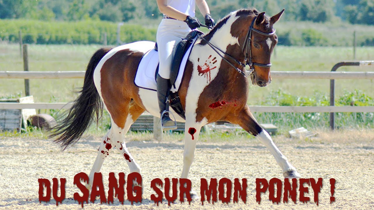 VOS PIRES BLAGUES DE CAVALIER
