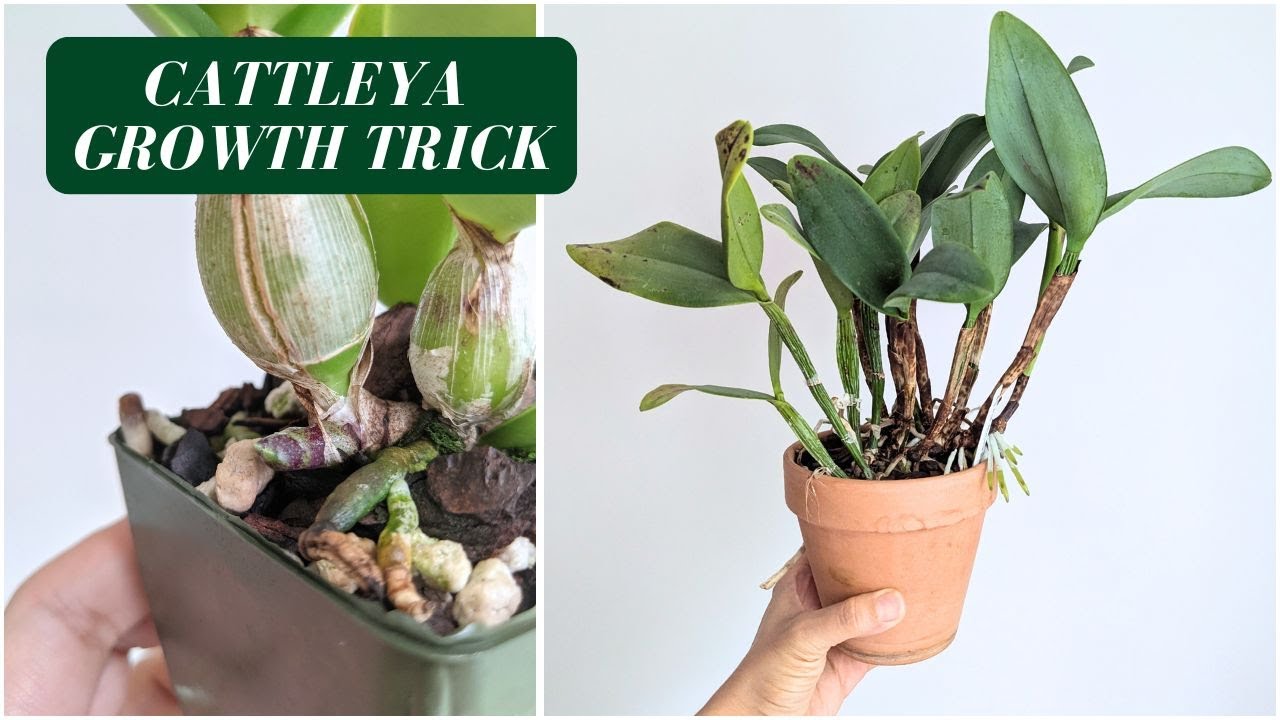 Propagate & Encourage New Growth on Cattleyas  | Rhizome Cutting Explained