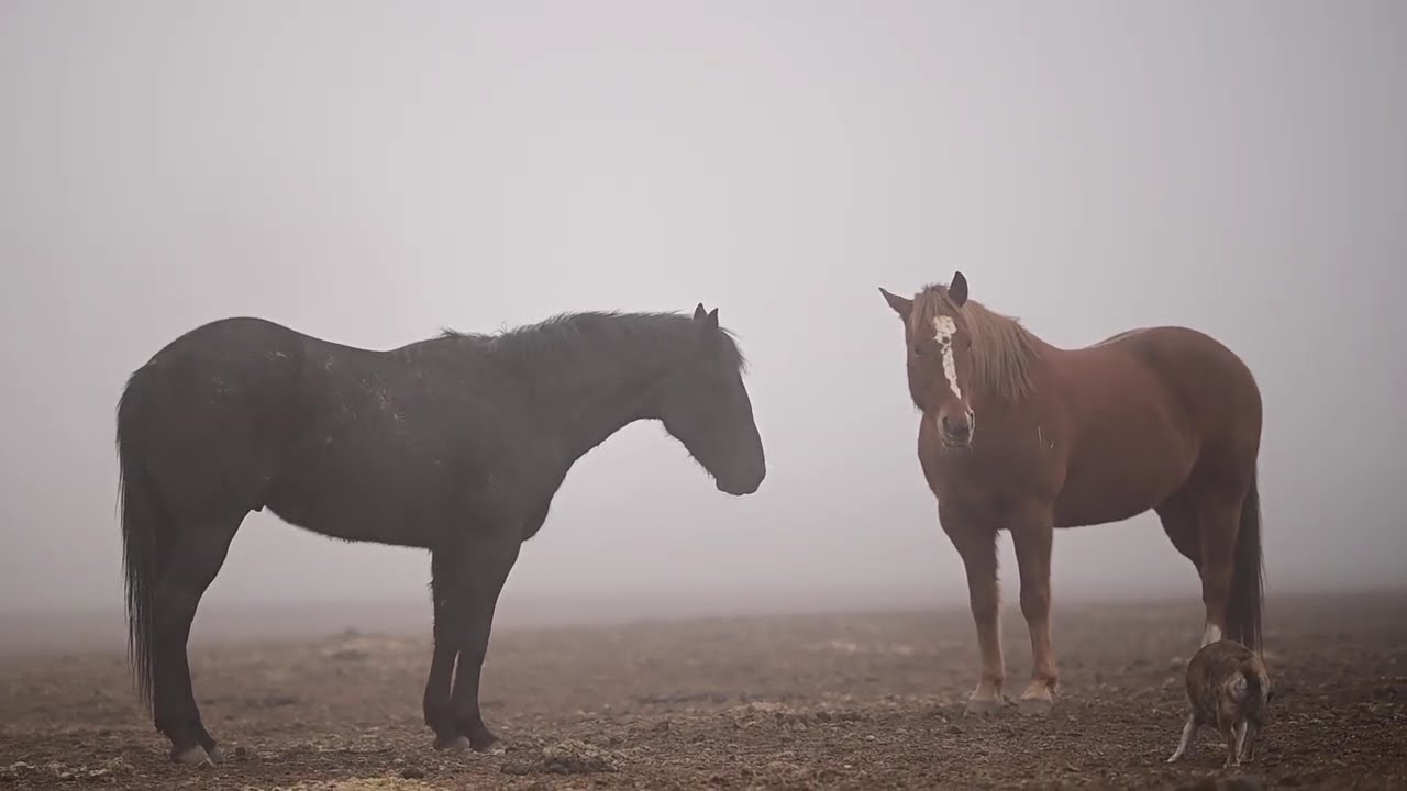 Geldings in the Mist | Peaceful Morning on the Field