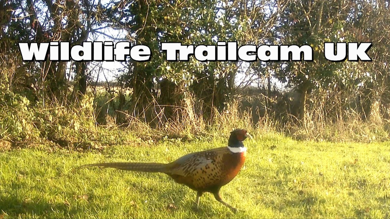 Pheasant poses for the camera! Trail camera Thursday