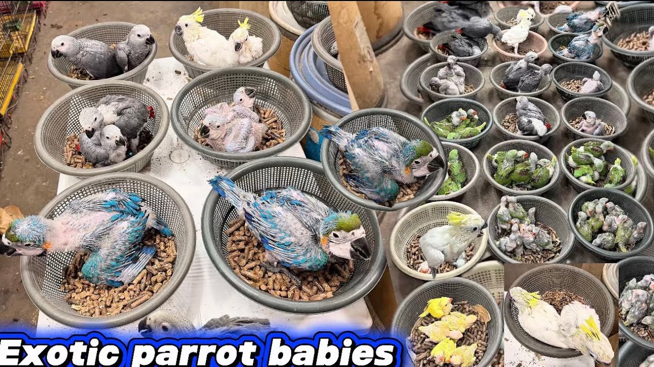 Beauty of exotic parrot chicks 😍❤️|Cockatoo, Macaw, african grey parrot, ringneck, raw pahari chicks