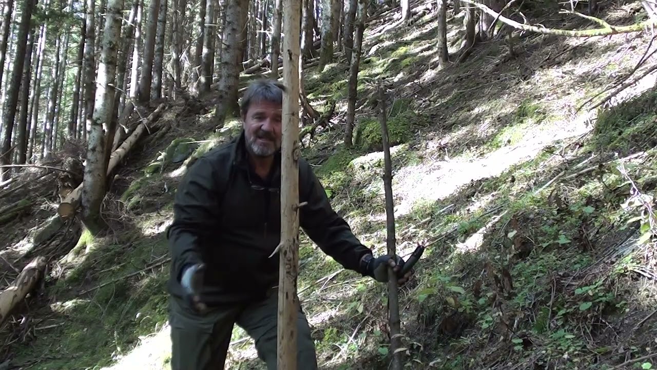 trockenes Holz bestimmen und verwenden ? Was soll ich im Wald nehmen ?