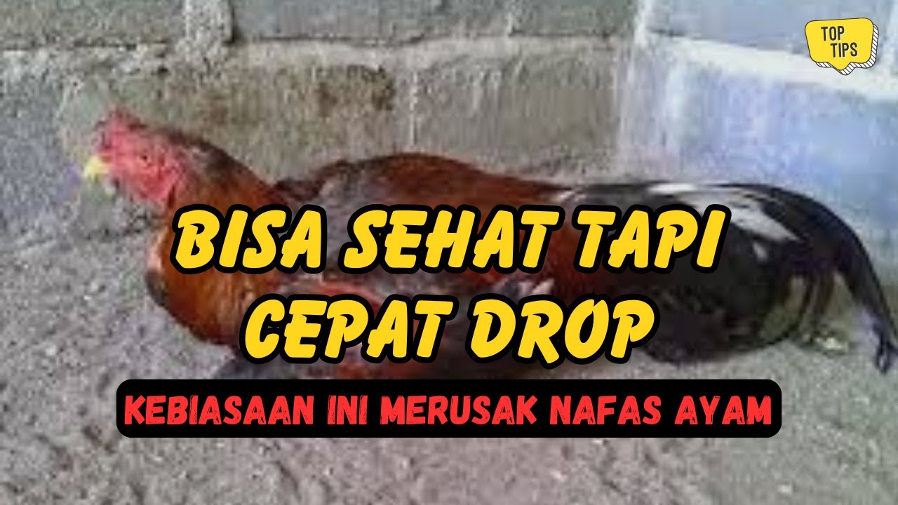 Bukan Penyakit, Tapi Kebiasaan Ini Bikin Ayam Cepat Drop dan Nafas Pendek