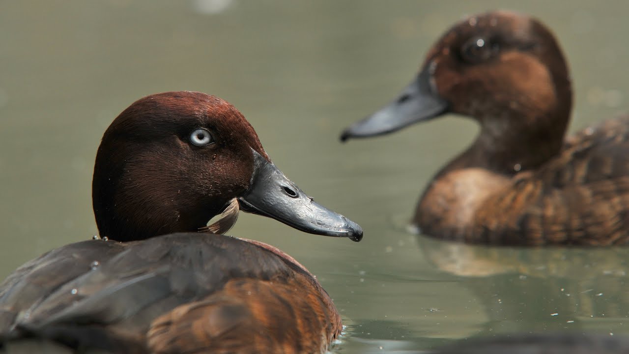 Madagascar pochard - The Magic of Madagascar