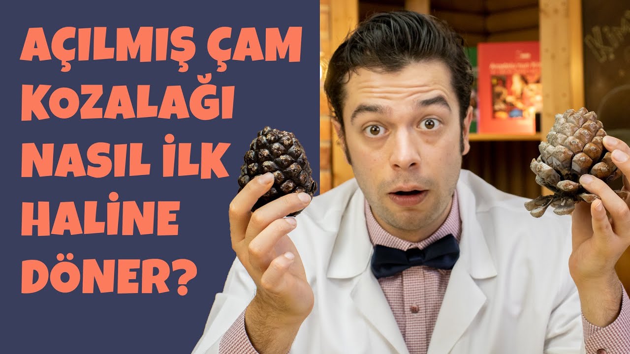 Açılmış Çam Kozalağı İlk Haline Nasıl Döner? (Evde Deneyin!)