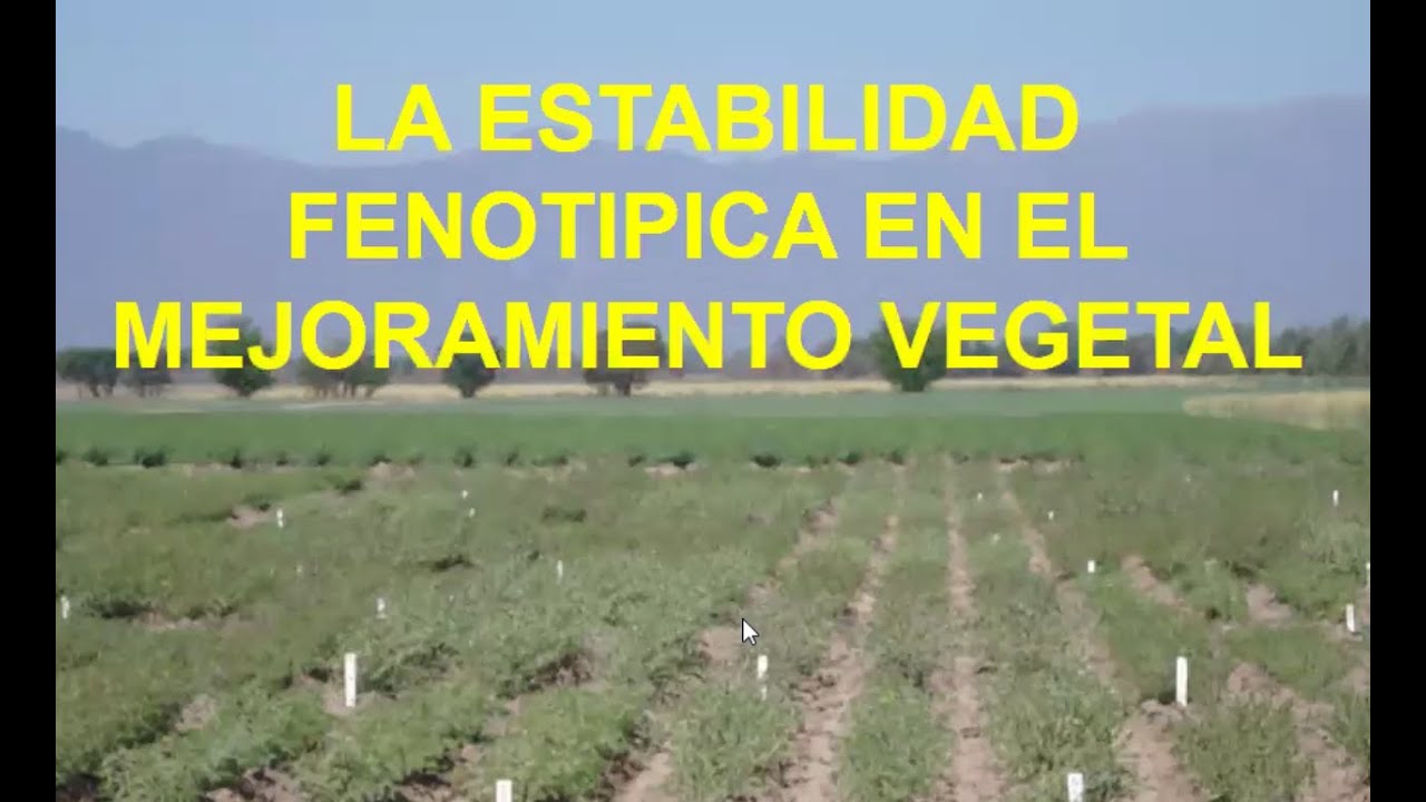 Estabilidad fenotípica