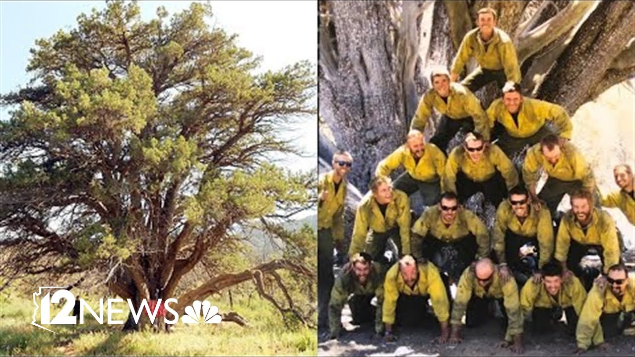 Iconic Arizona tree still standing thanks to fallen Granite Mountain hotshots
