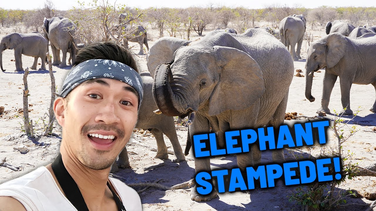 Greatest Wildlife Sanctuary in Etosha, Africa | White Rhino Conservation | Elephant Stampede