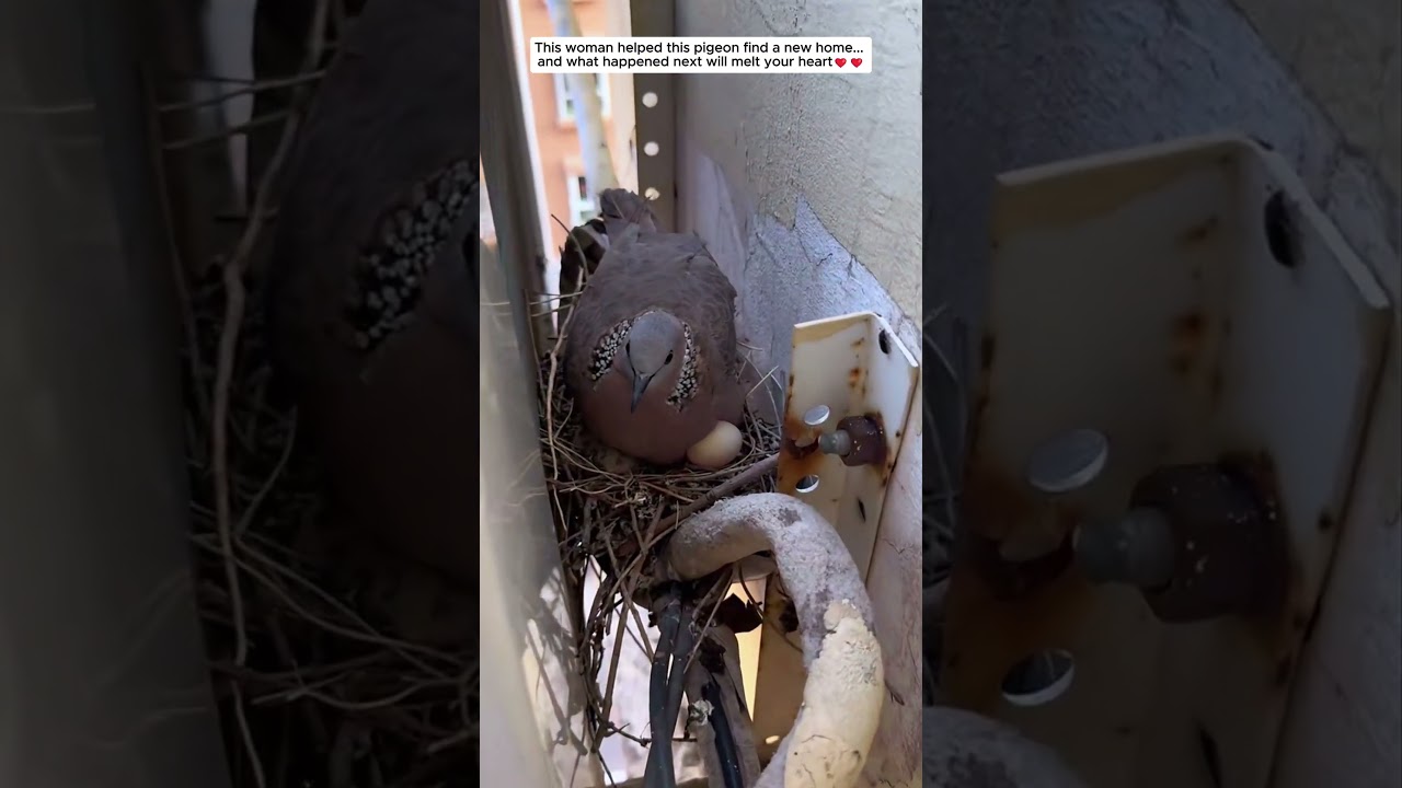 This woman helped poor pigeon #pigeon #birds #animals #wildlife #rescue #love