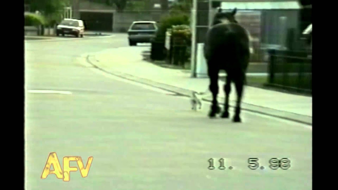 Small Pup Takes Huge Horse for a Walk