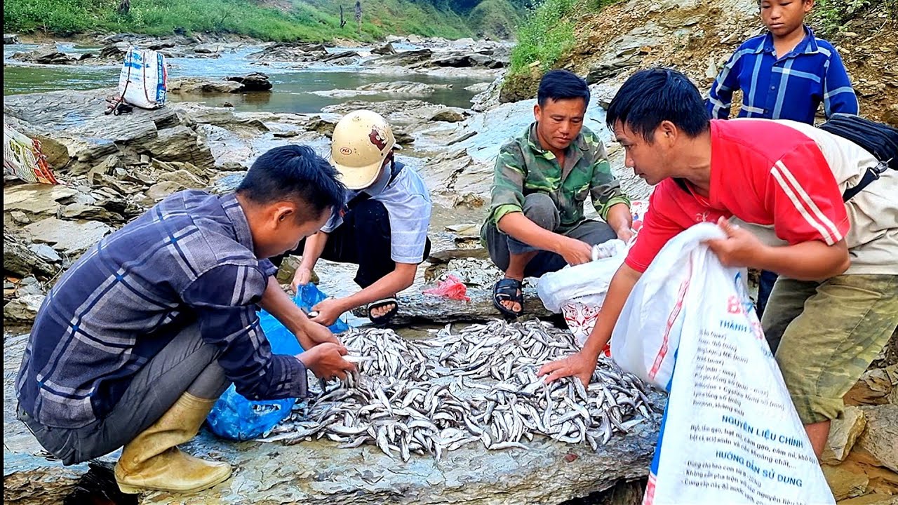 Hành trình 5 anh em đi bắt cá suối The journey of 5 brothers to catch stream fish