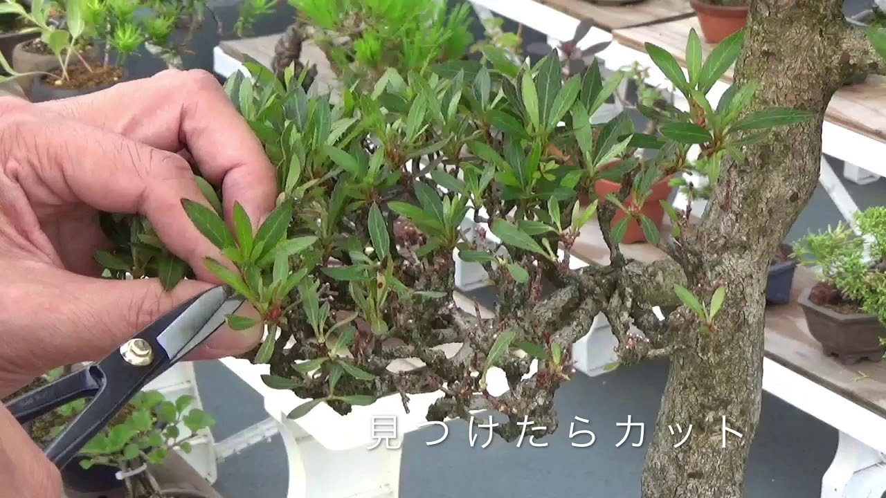 サツキの花後剪定  BONSAI