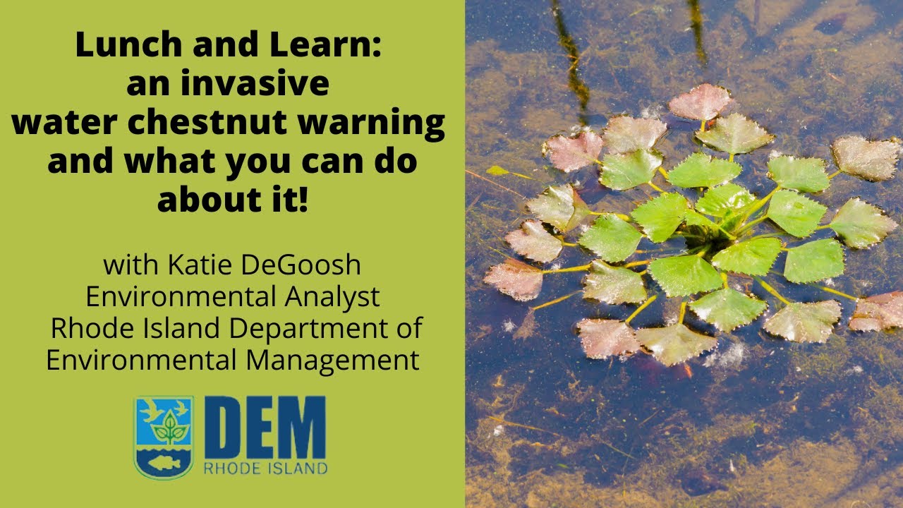 Lunch and Learn: an invasive water chestnuts warning and what you can do about it!