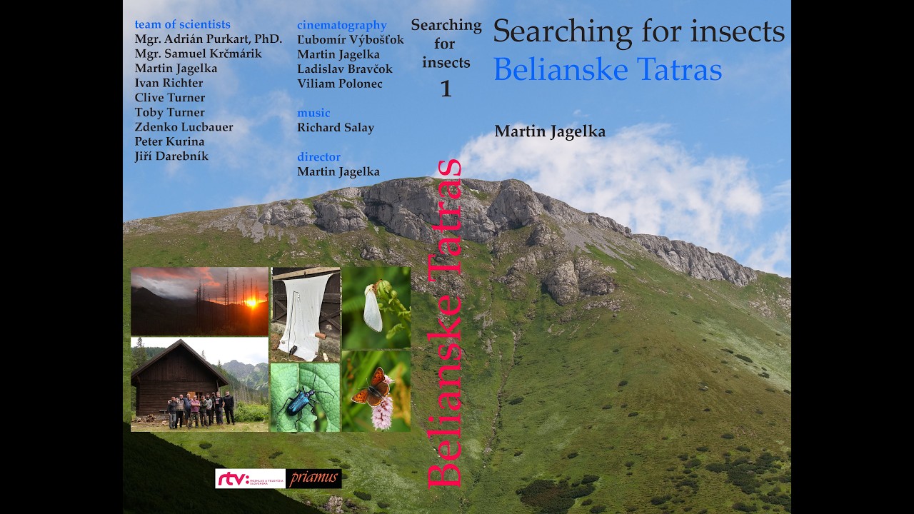 Searching for insects - Belianske Tatras