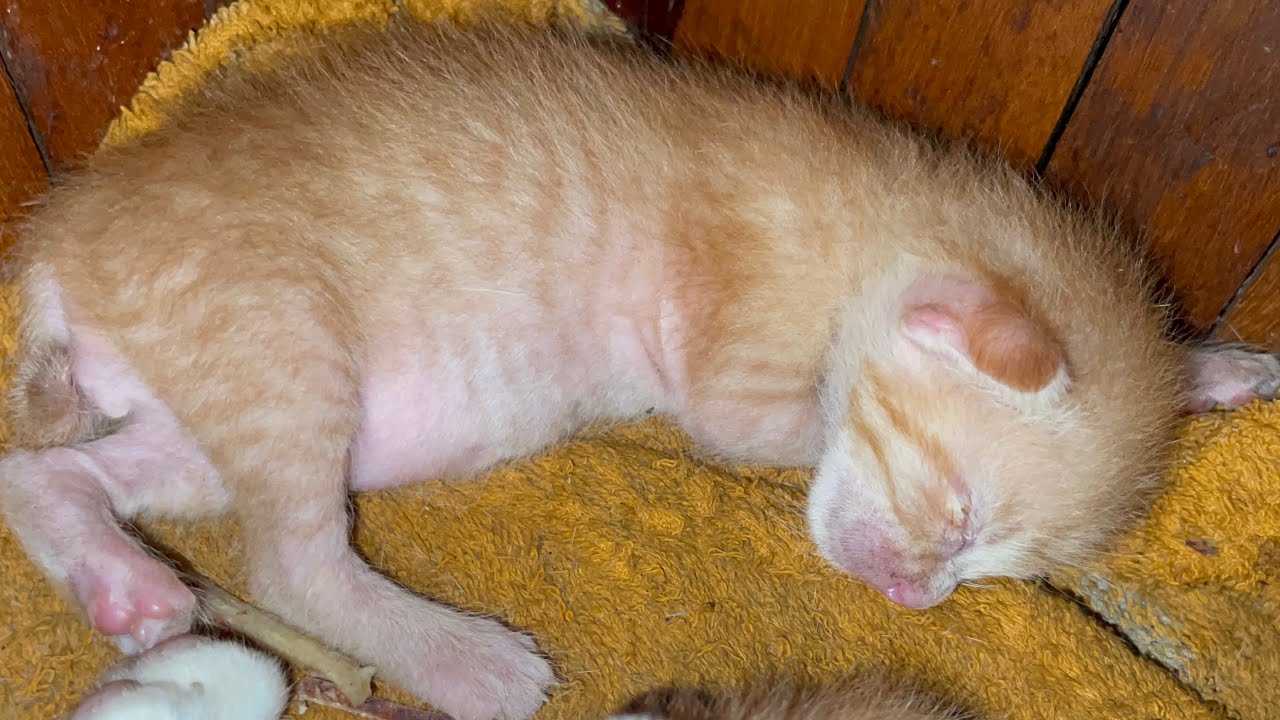 Mother's milk is really important for kittens | LUCY Official