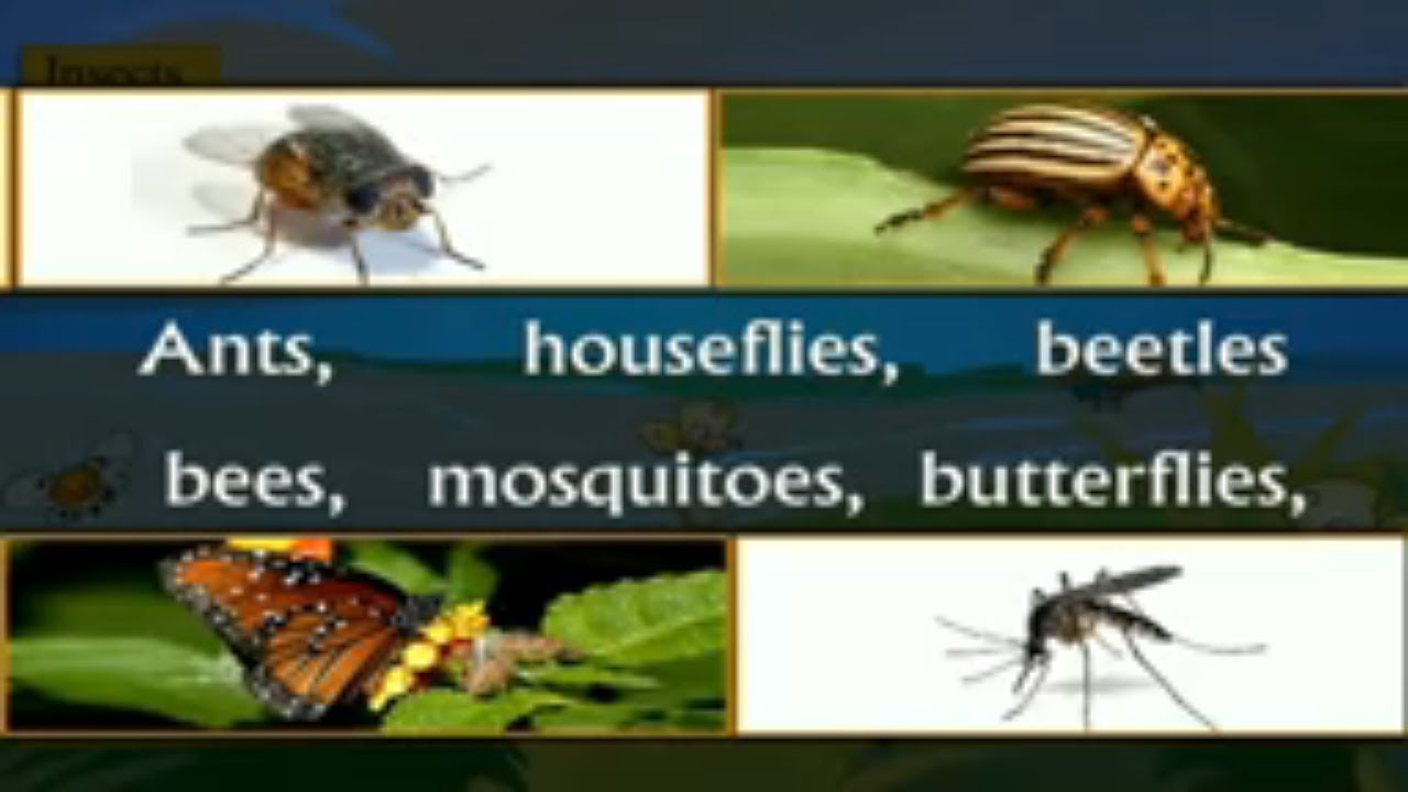 Learn All About Insects [ Types of Insects ,Social Insects an much more]