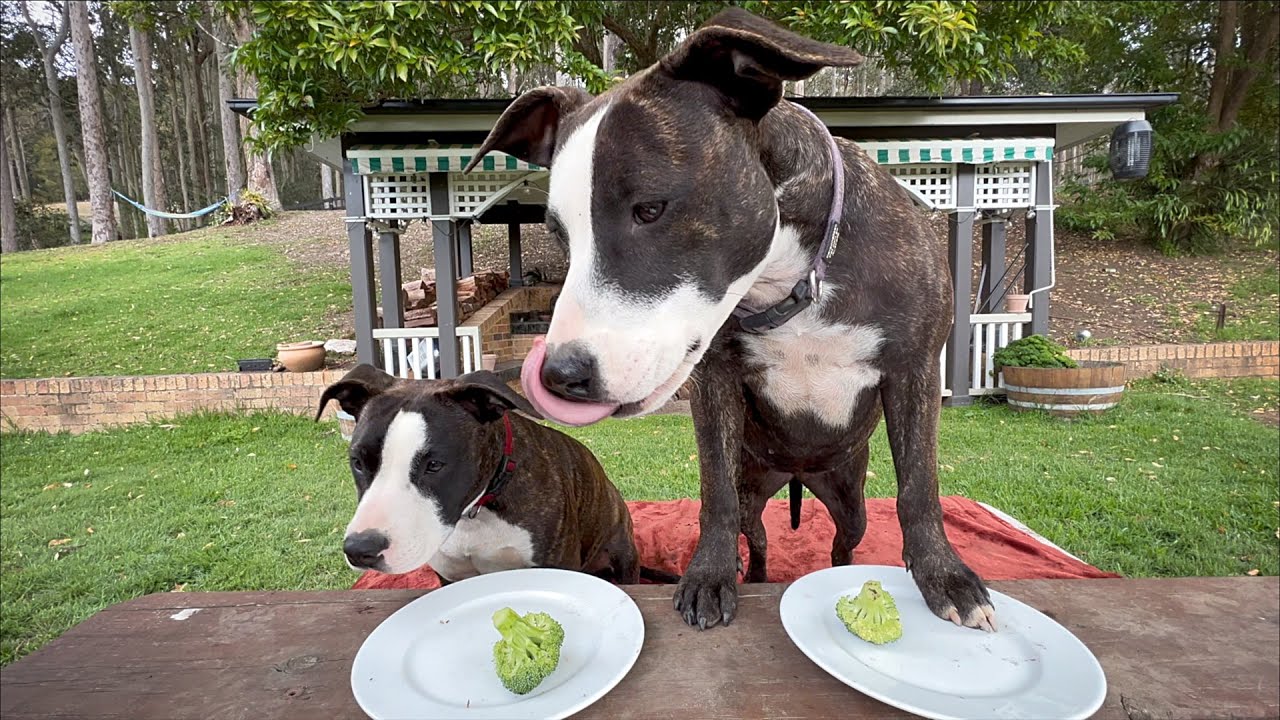 Can The Staffy Sisters handle fine dining? (Dog Food reviews)