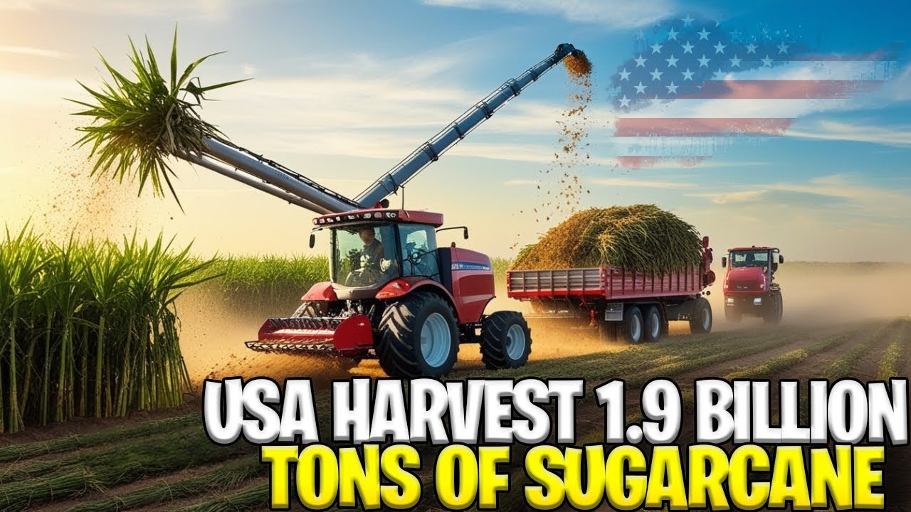 How American Farmers Harvest 1.9 Billion Tons Of Sugarcane To Produce Sugar