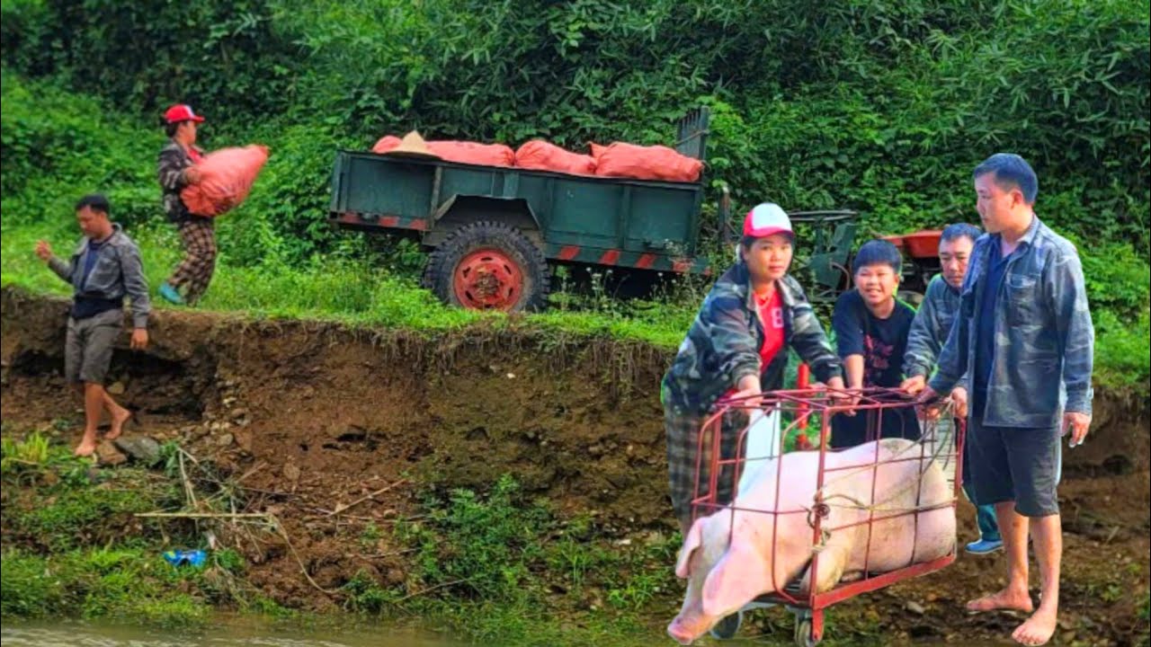Young couple together sell pigs after many days of caring for them - transporting corn by tractor