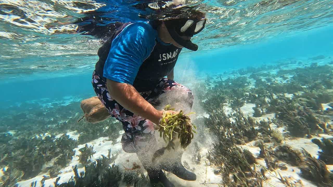 The Village Entrepreneurs WOMEN EDITION: The Sea Grape Business🍇🇫🇯