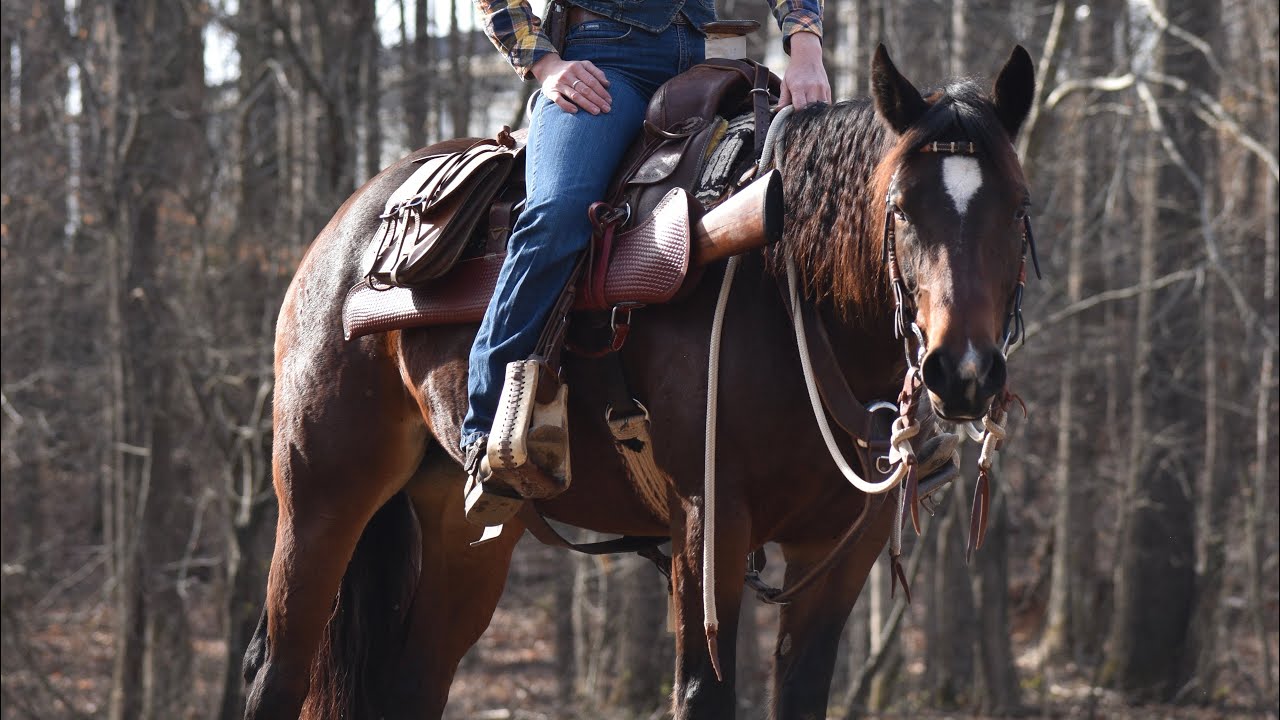 Pollyanna- 6 yo Appaloosa/QH Mare for Sale