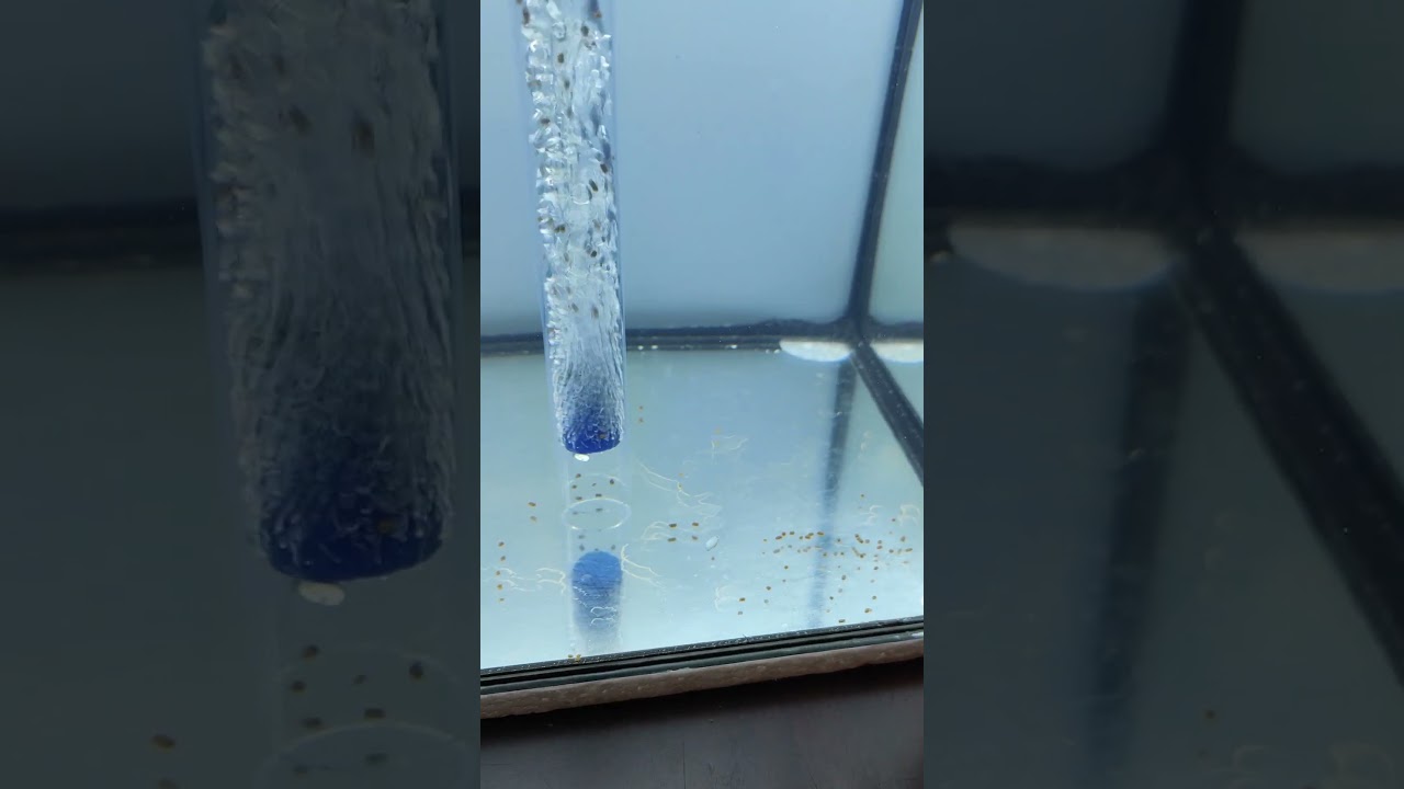 DIY Fish poop collector | DIY Siphon for fish tank  