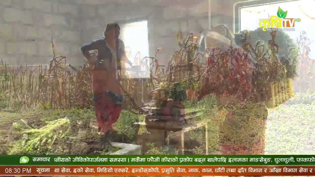 krishitv