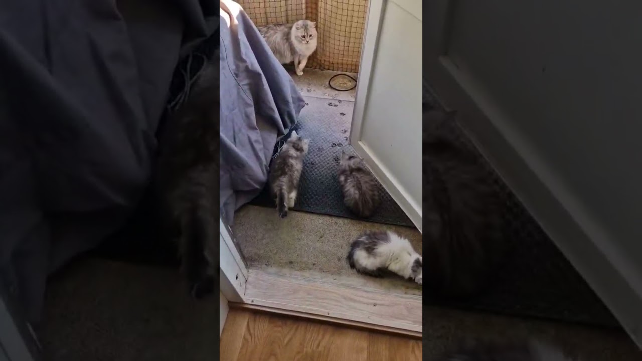 Kittens See Snow for the First Time 🐾❄️