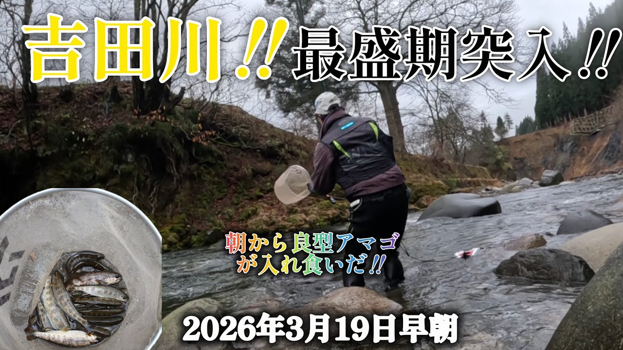 吉田川‼️最盛期突入‼️朝から良型アマゴが入れ食いだ‼️2026年3月19日早朝