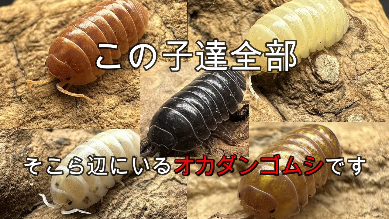 このダンゴムシすべて身近にいる可能性があります