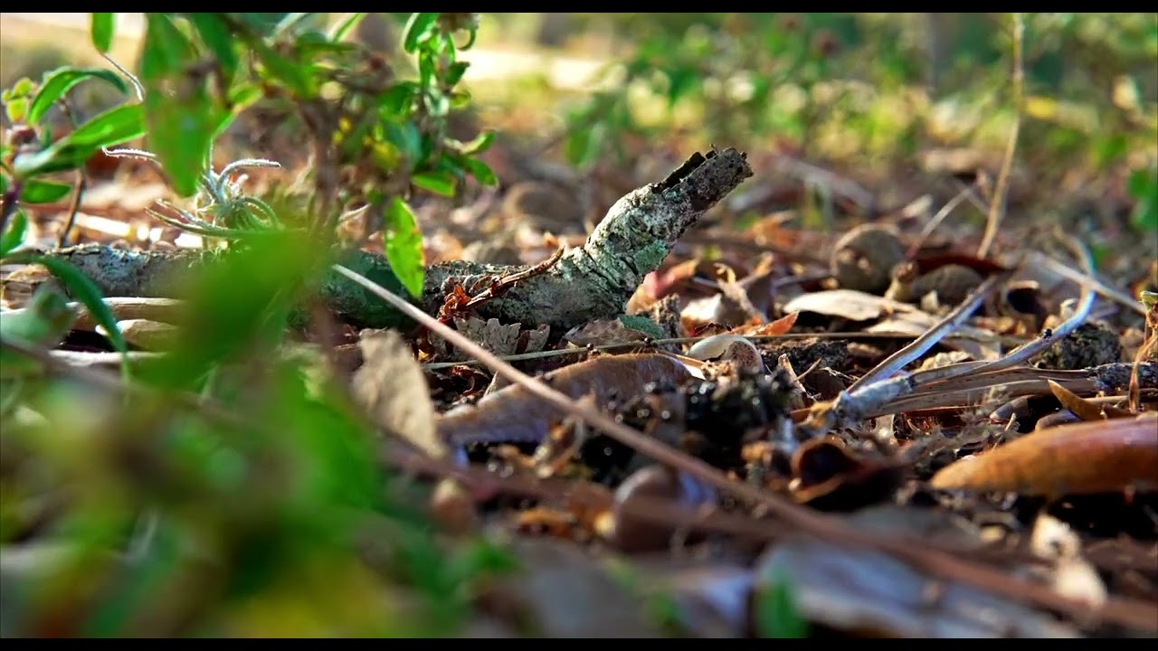 Ants