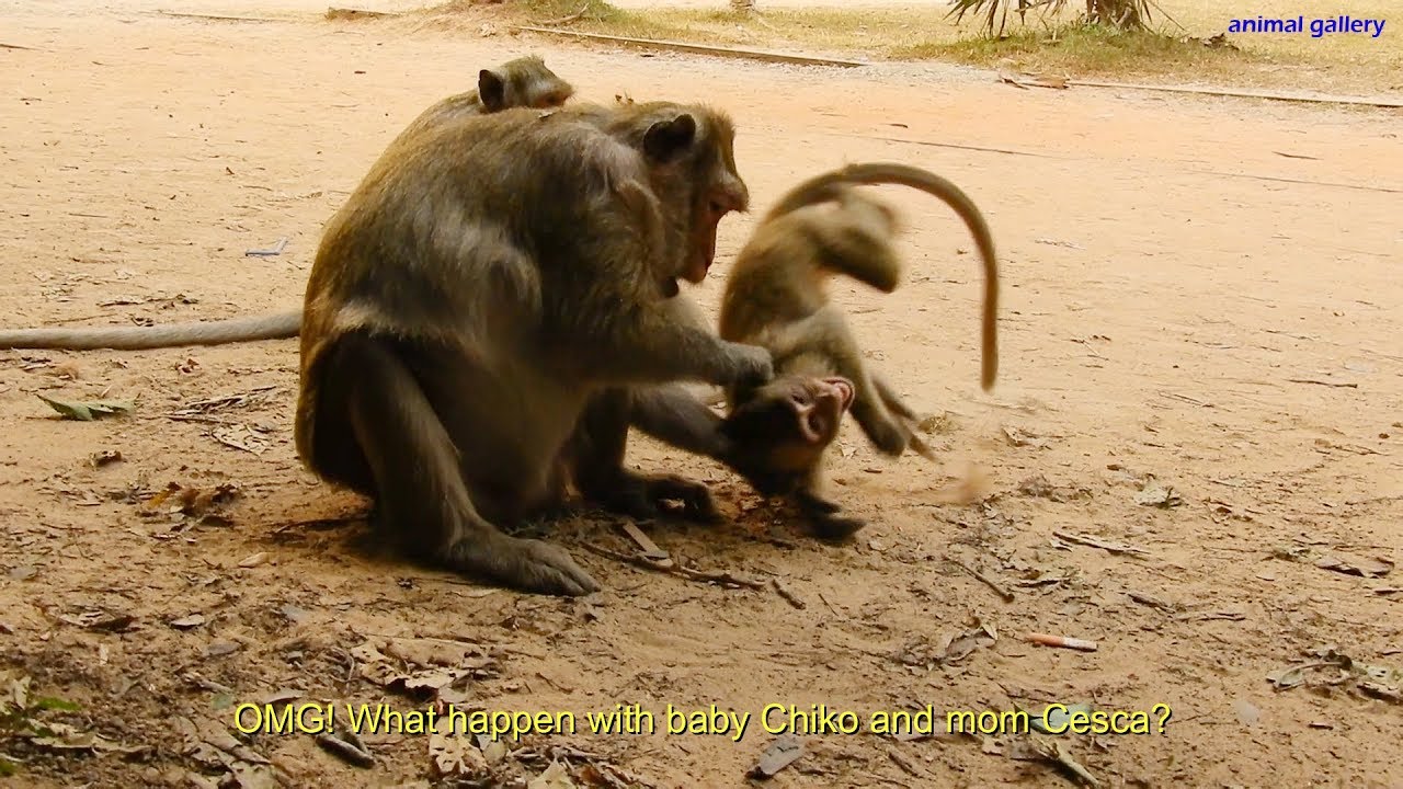 OMG! Why Mom monkey Cesca attacked her baby Chiko? Chiko crying loudly many times